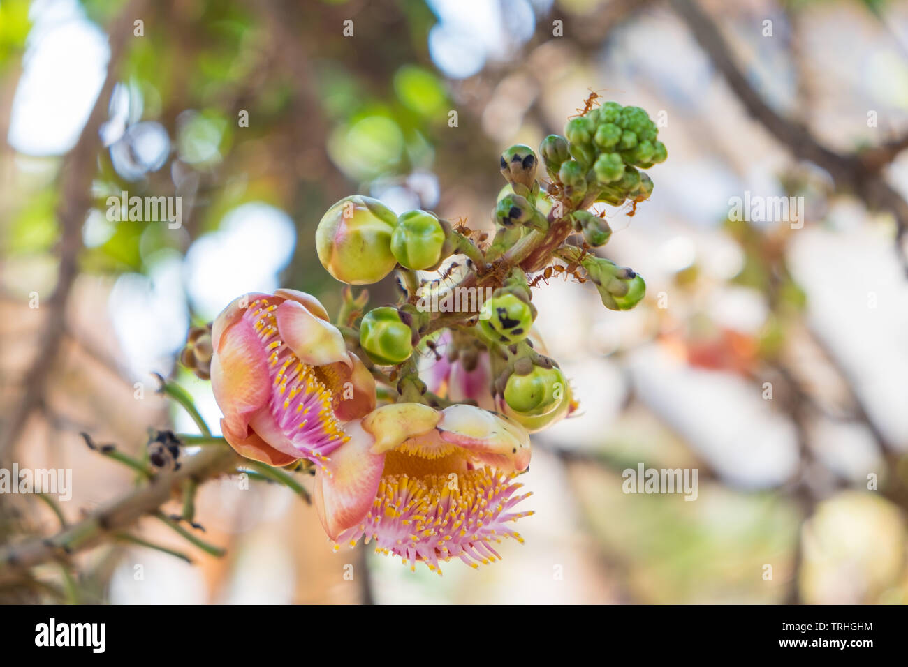 Close up Cannonball tree flowers,Couroupita guianensis,Couroupita guianensis Aubl flower Stock Photo