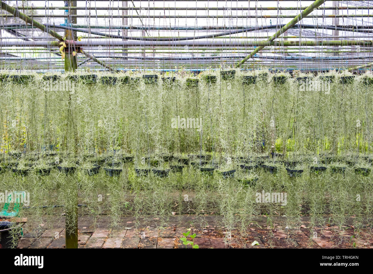 Tillandsia usneoides hi-res stock photography and images - Alamy
