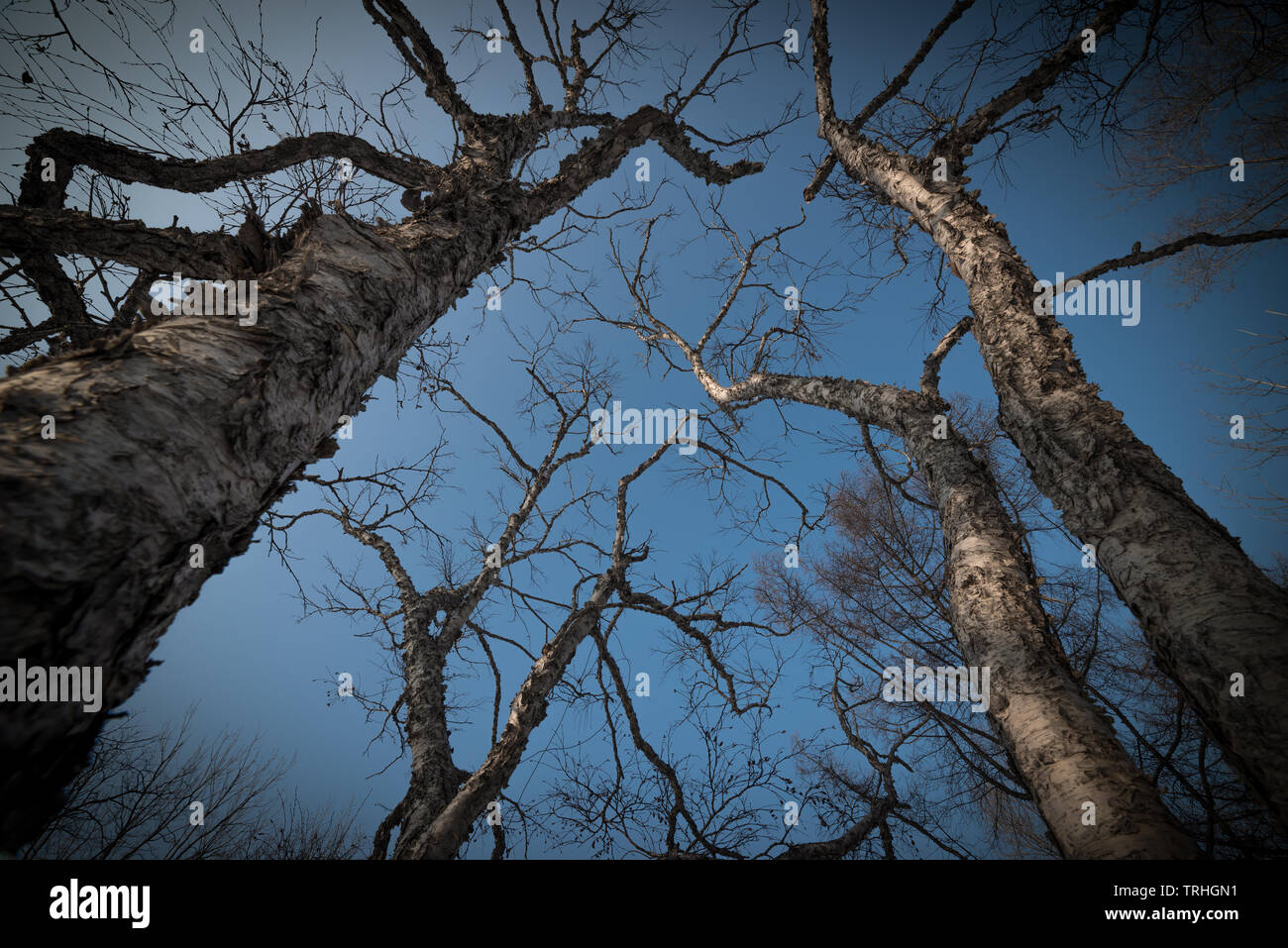 Tree branch silhouette over blue sky background Stock Photo - Alamy