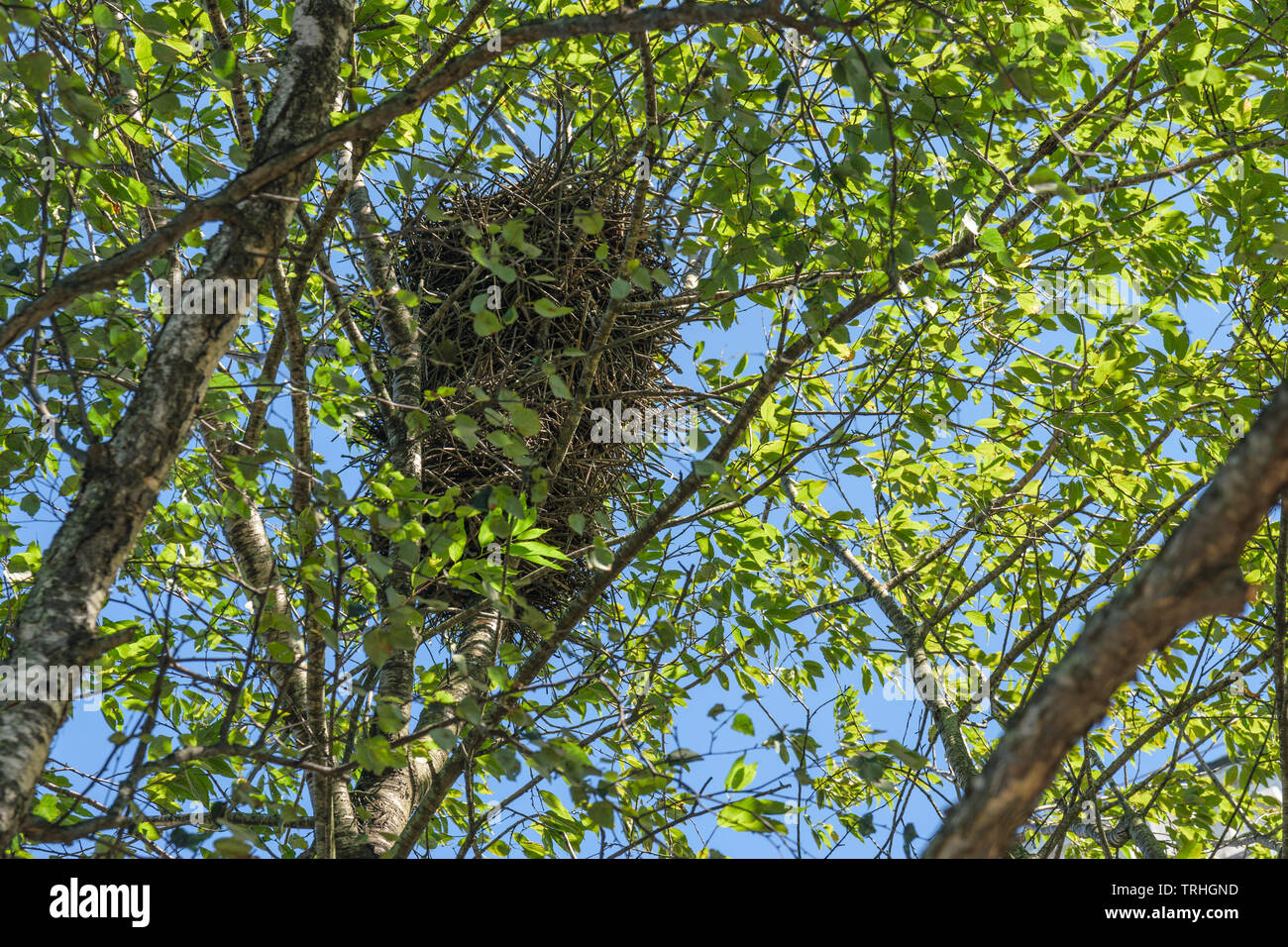 Bird nest in the branches Stock Photo