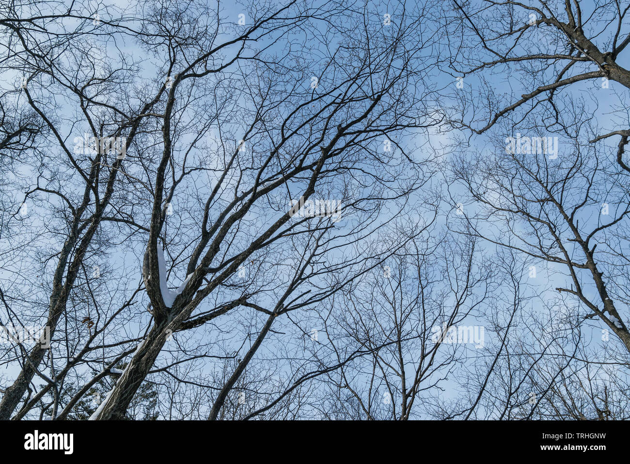 Tree branch silhouette over blue sky background Stock Photo - Alamy