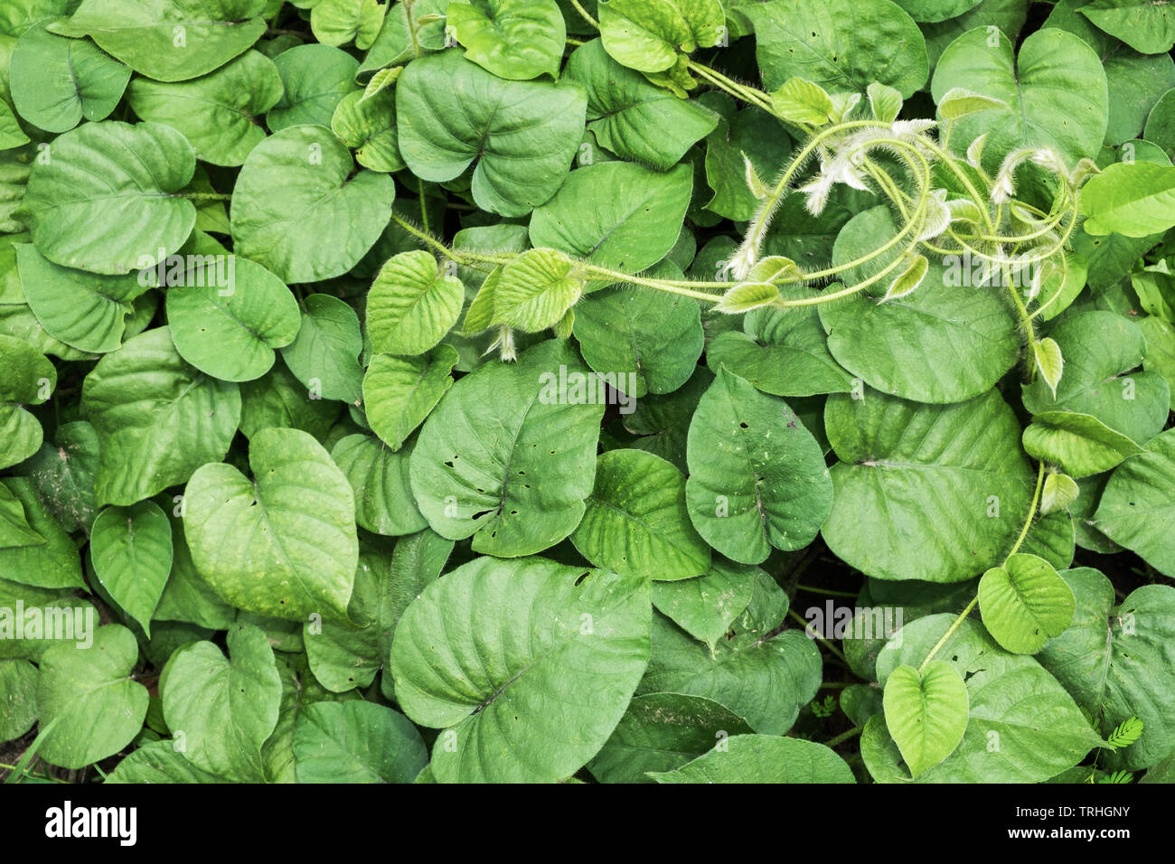 Green Leaves vine texture background Stock Photo