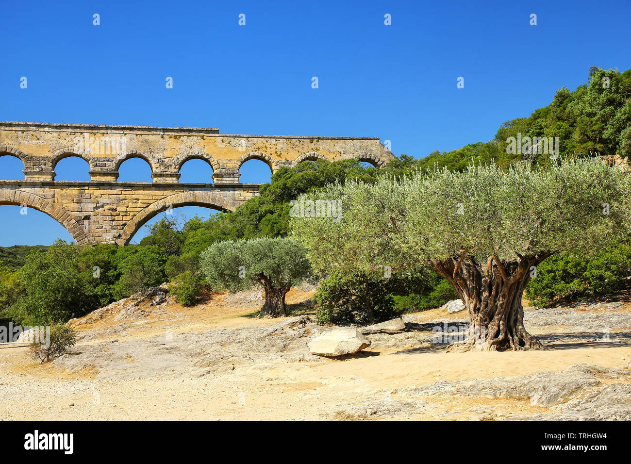 Old olive trees growing near Pont du Gard, southern France. It is the
