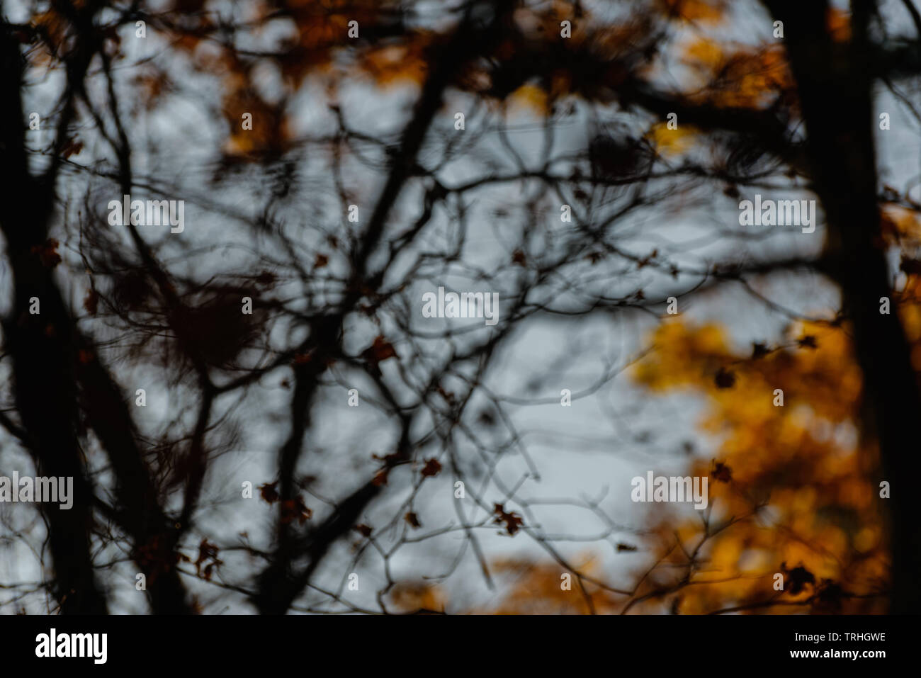 Abstract natural bokeh background. Stock Photo