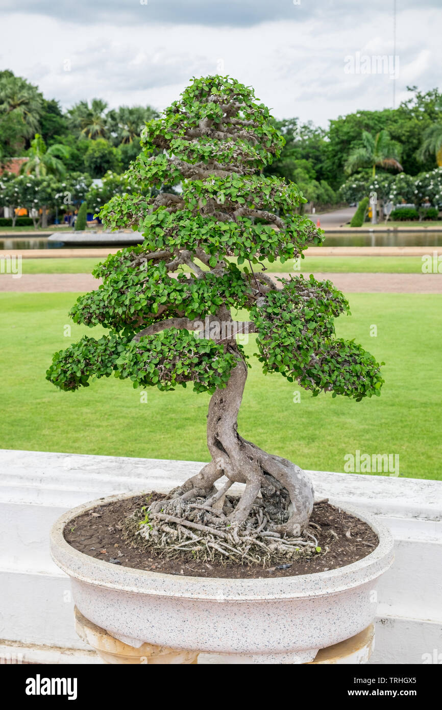 Bonsai bending tree elegant in garden Stock Photo Alamy