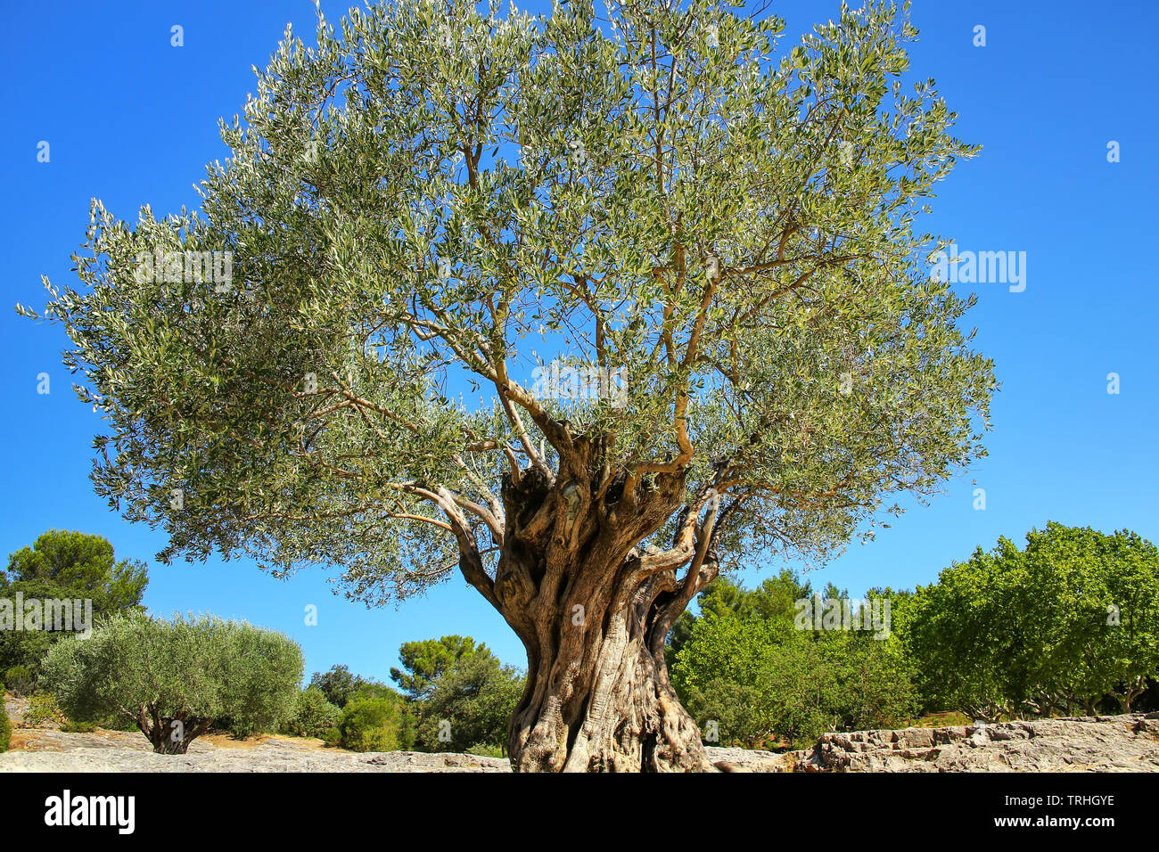 Old large olive tree growing near Pont du Gard, southern France. Stock Photo