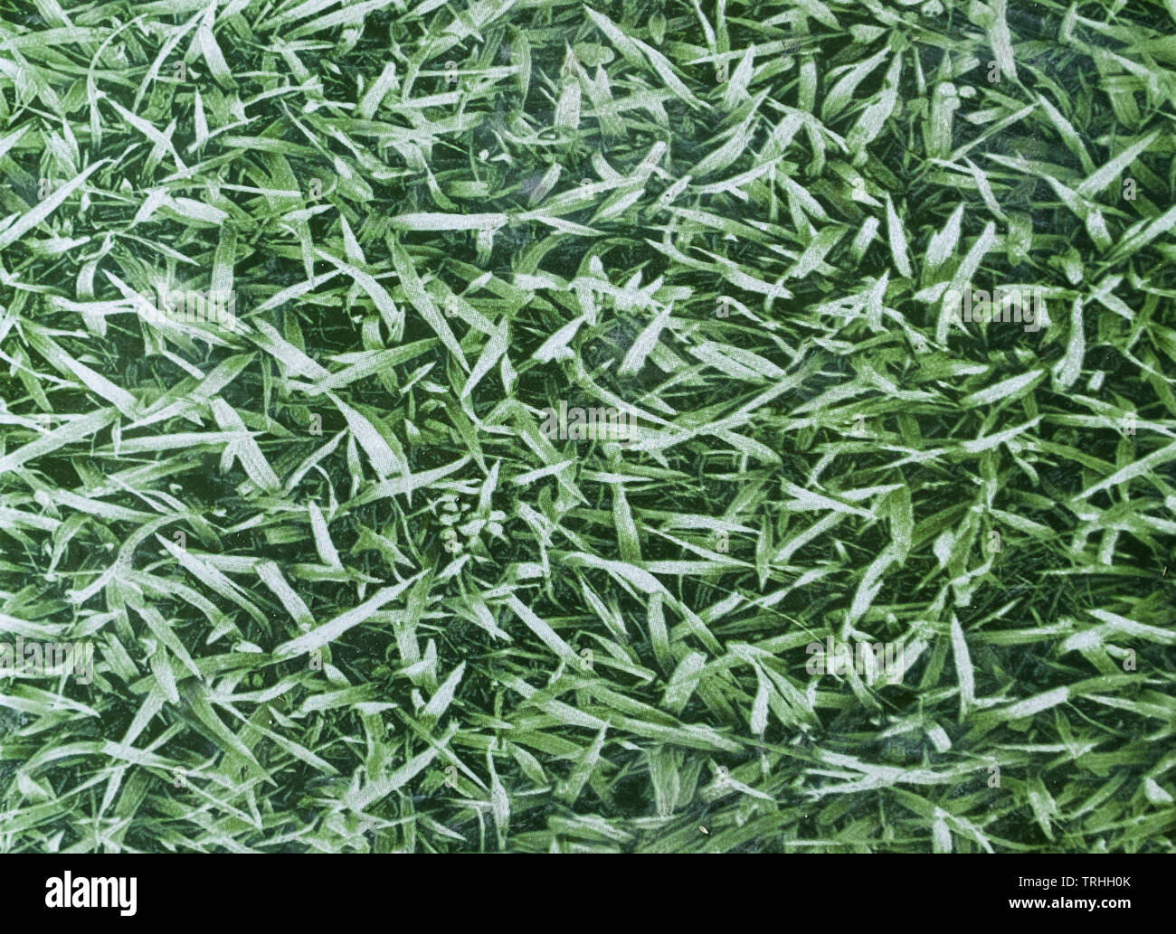 Tile flooring design green grass texture for background Stock Photo Alamy