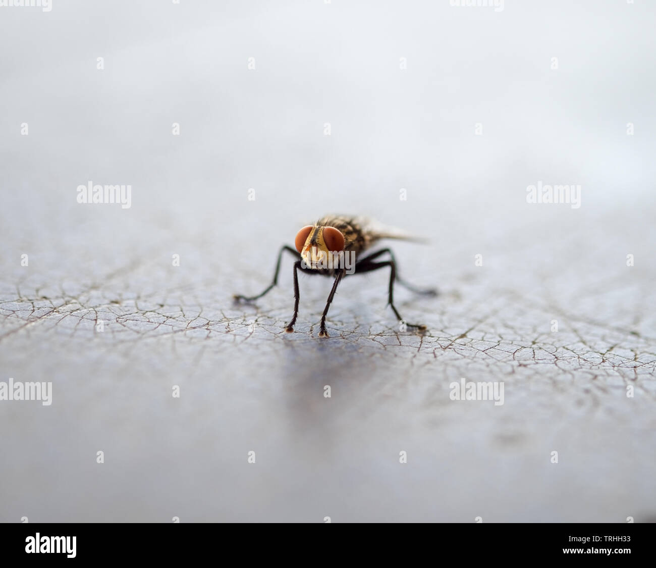 Close up fly insect carriers of disease Stock Photo - Alamy