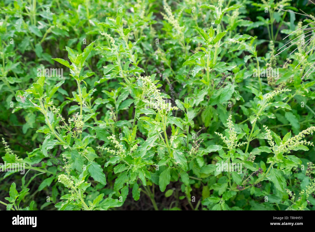 Holy basil flower hi-res stock photography and images - Alamy