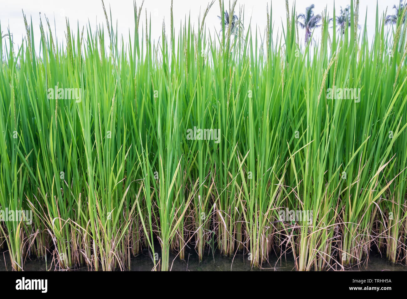 Leaf Ear Rice Ear of rice hi-res stock photography and images - Alamy