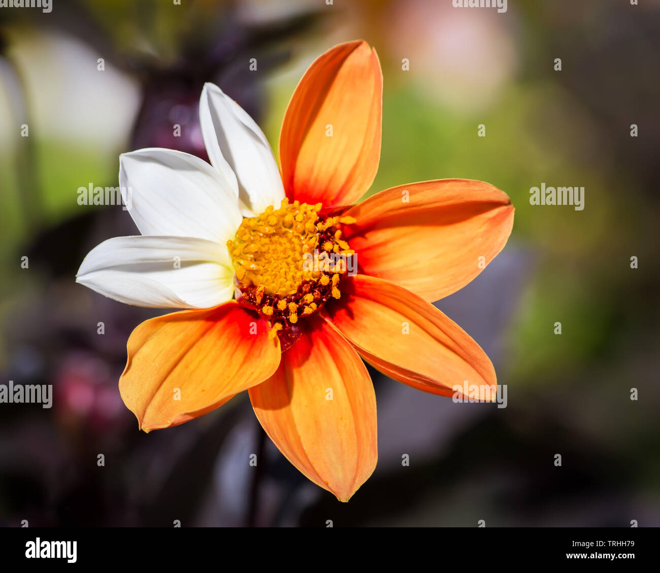 Orange Cosmos Flower with mutation - three white petals. Selective focus with shallow depth of field. Stock Photo
