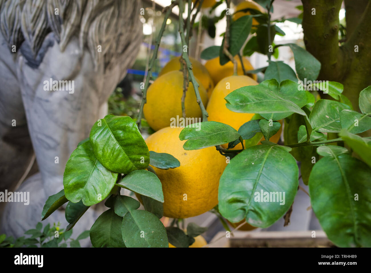 Citrus tree grows with fruit in a shop, Hanoi, Vietnam Stock Photo Alamy