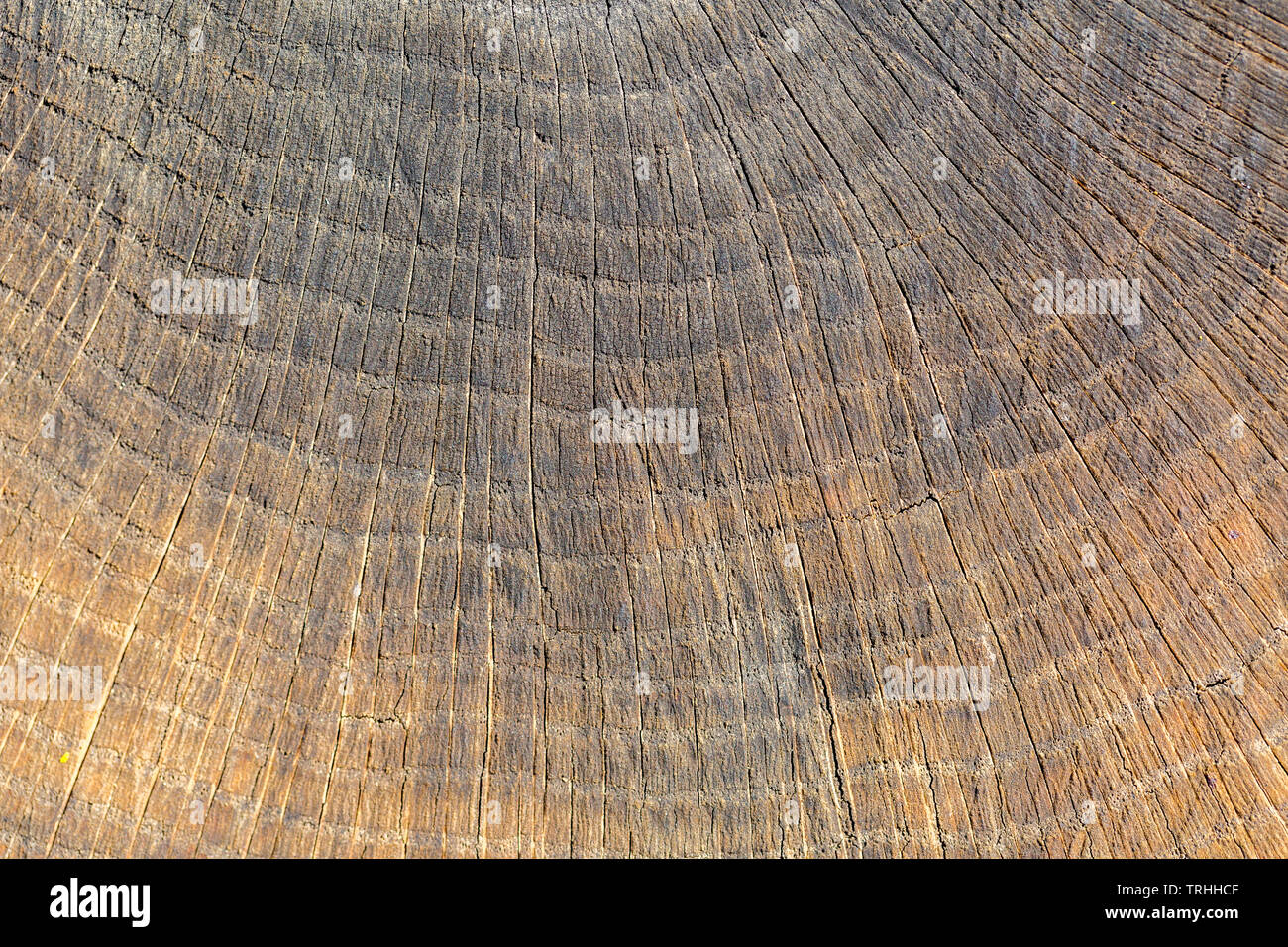 Close up of cut wood. The numerous rings represent the age of the tree. Textured, structured. Stock Photo