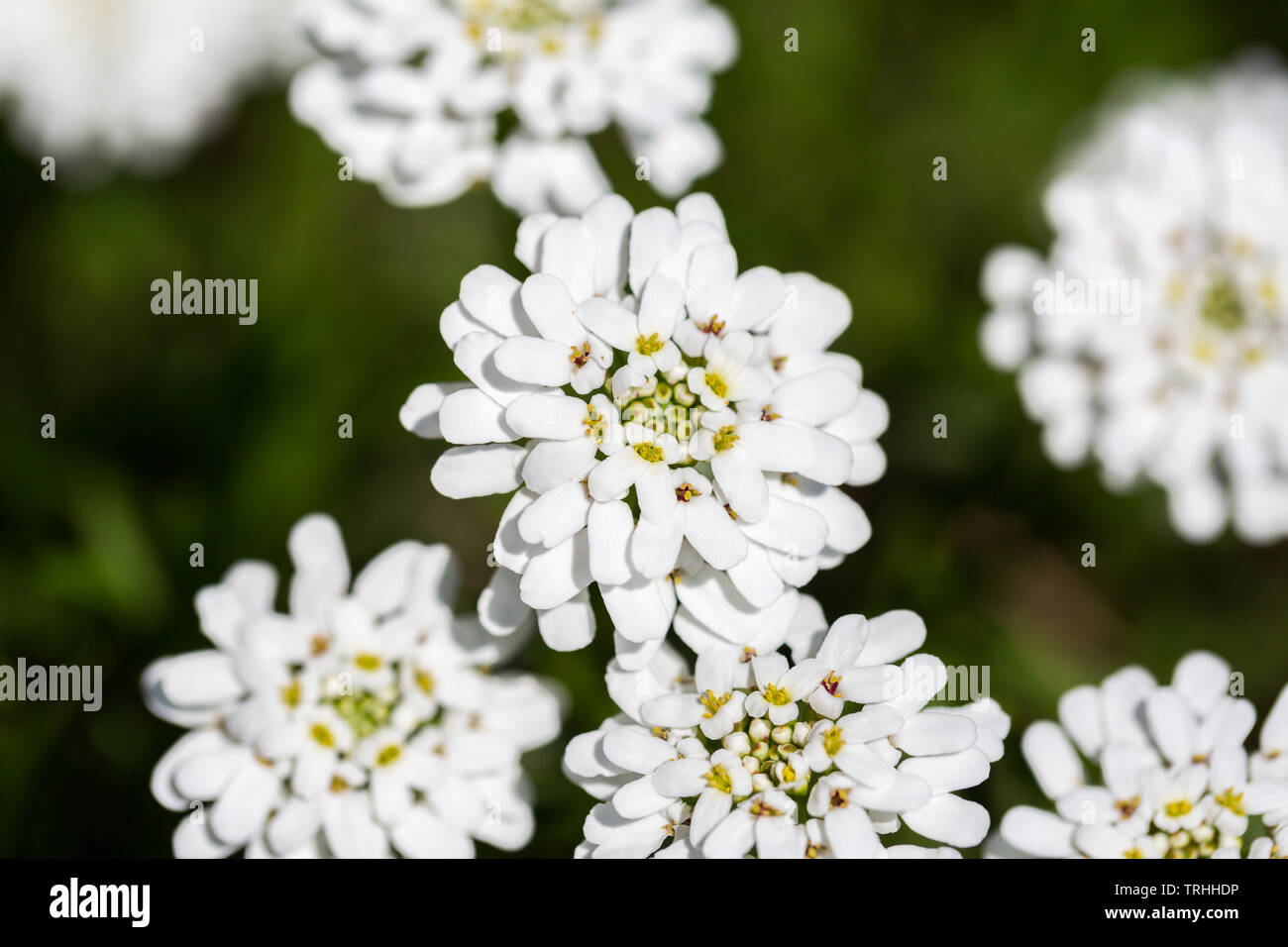 Close up / macro of blooming Evergreen Candytuft flower (also known as perennial candytuft; latin name: Iberis sempervirens). Stock Photo