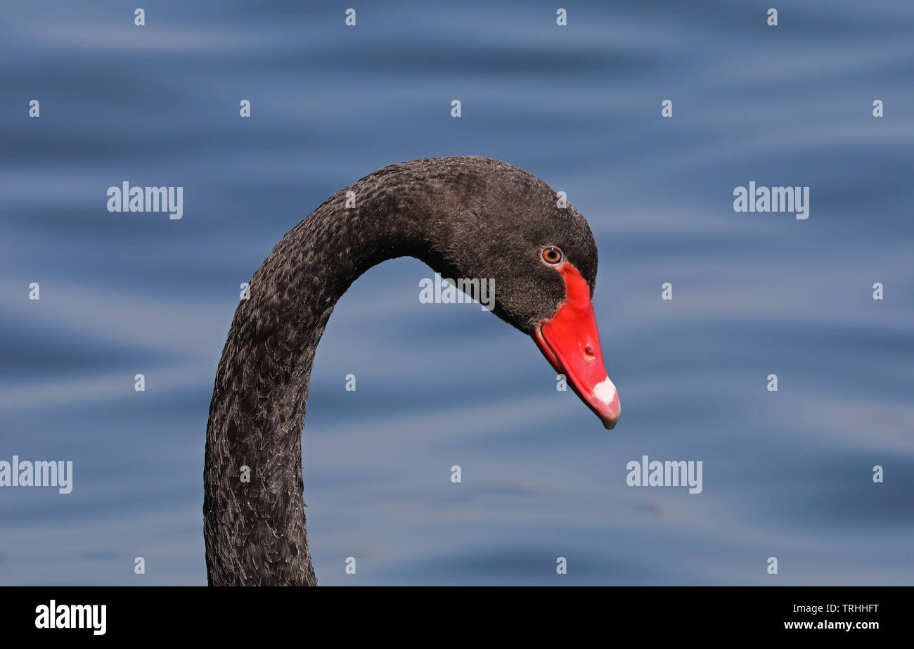Black swan head and neck profile Stock Photo