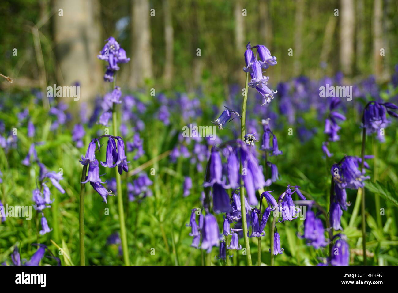 Bluebell Flowers at Mill Lakes in Hucknall Nottinghamshire Stock Photo