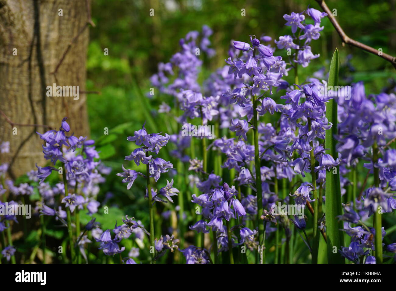 Bluebell Flowers at Mill Lakes in Hucknall Nottinghamshire Stock Photo