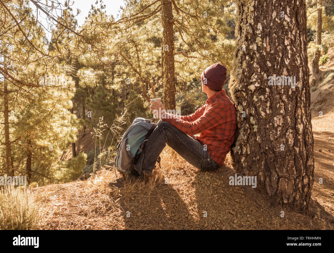 Shinrin Yoku, (Forest Bathing). Slim, mature male hiker relaxing in early morning sunshine in pine forest. Stock Photo