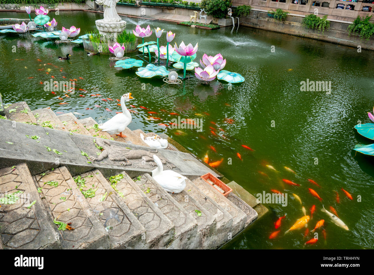 Lotus koi hires stock photography and images Alamy
