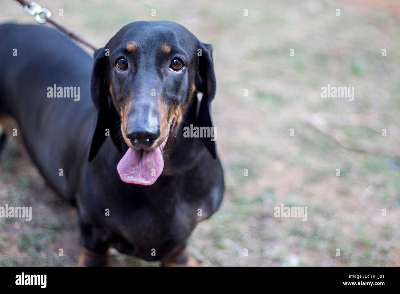 A dachshund at a dog show. Stock Photo