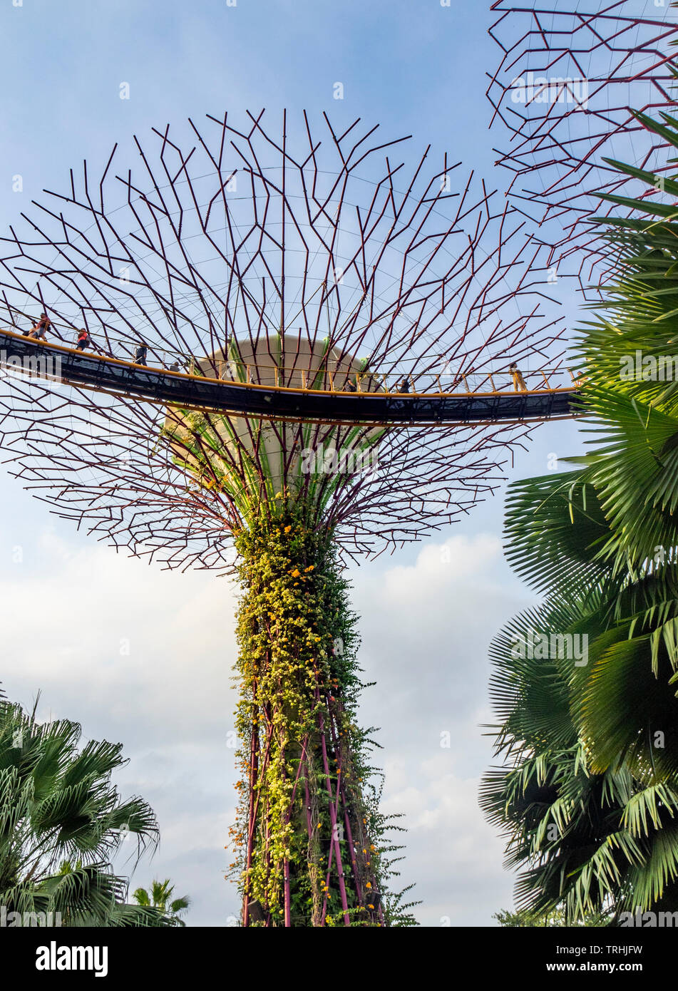Elevated walkway weaving between artificial trees in the Supertree