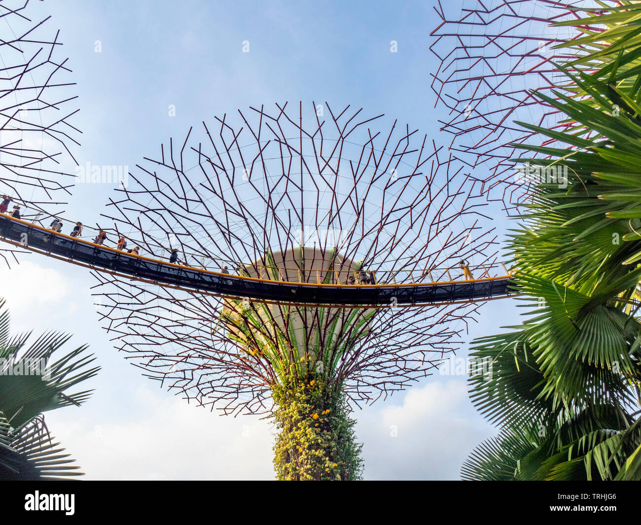 Elevated walkway weaving between artificial trees in the Supertree