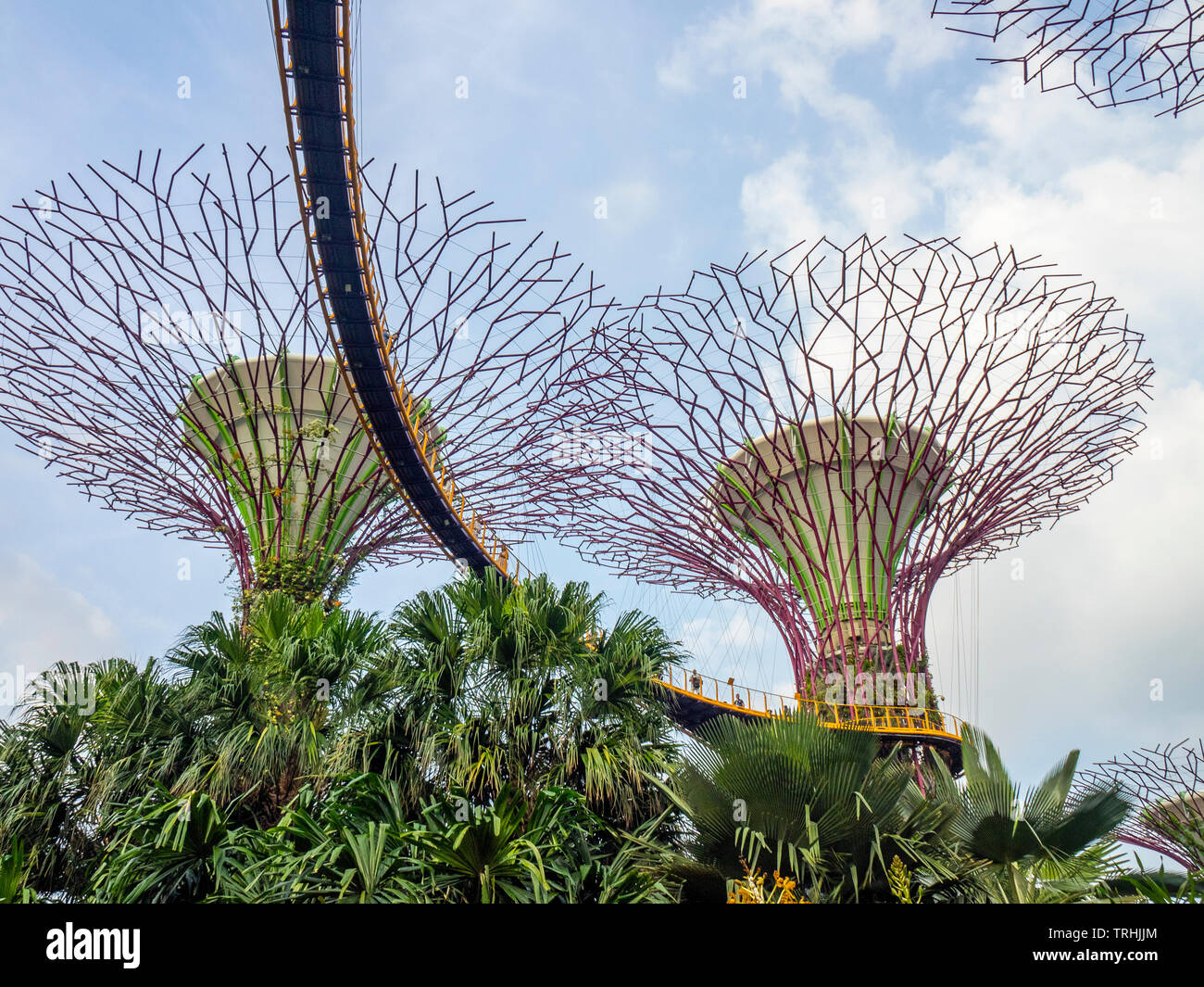Elevated walkway weaving between artificial trees in the Supertree