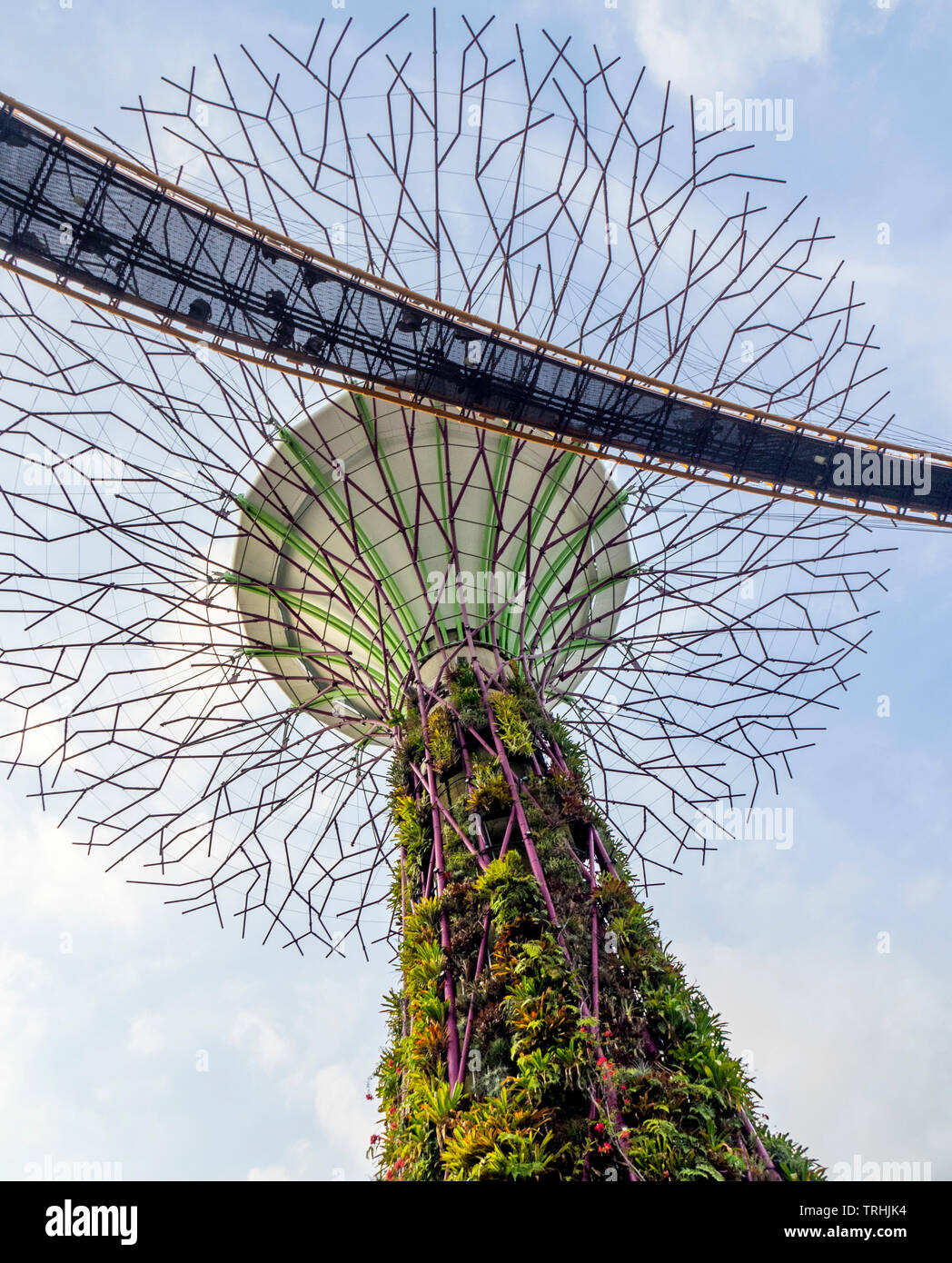 Elevated walkway weaving between artificial trees in the Supertree