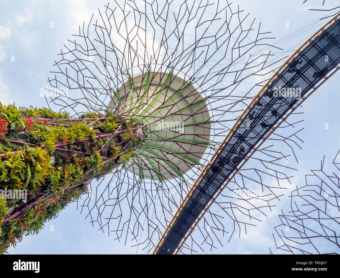 Elevated walkway weaving between artificial trees in the Supertree