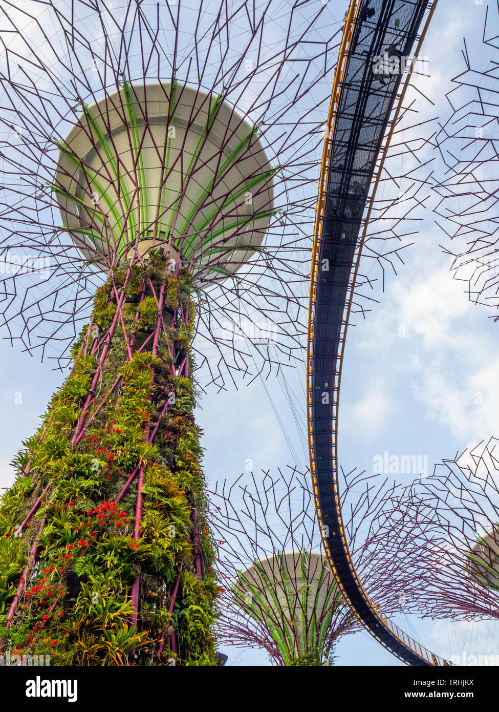 Elevated walkway weaving between artificial trees in the Supertree Grove vertical garden at Gardens by the Bay Singapore. Stock Photo