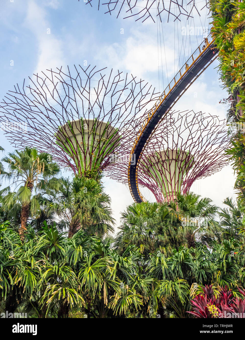 Elevated walkway weaving between artificial trees in the Supertree