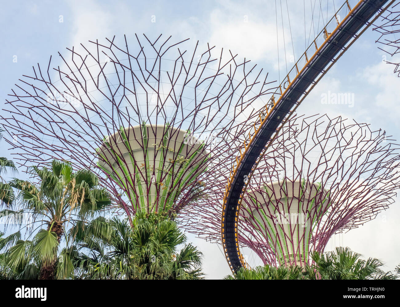 Elevated walkway weaving between artificial trees in the Supertree