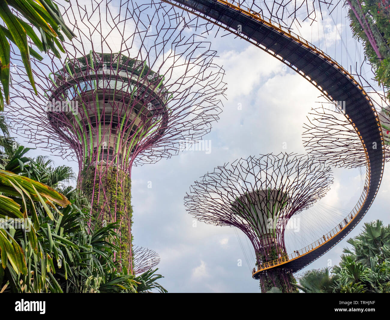 Elevated walkway weaving between artificial trees in the Supertree Grove vertical garden at Gardens by the Bay Singapore. Stock Photo