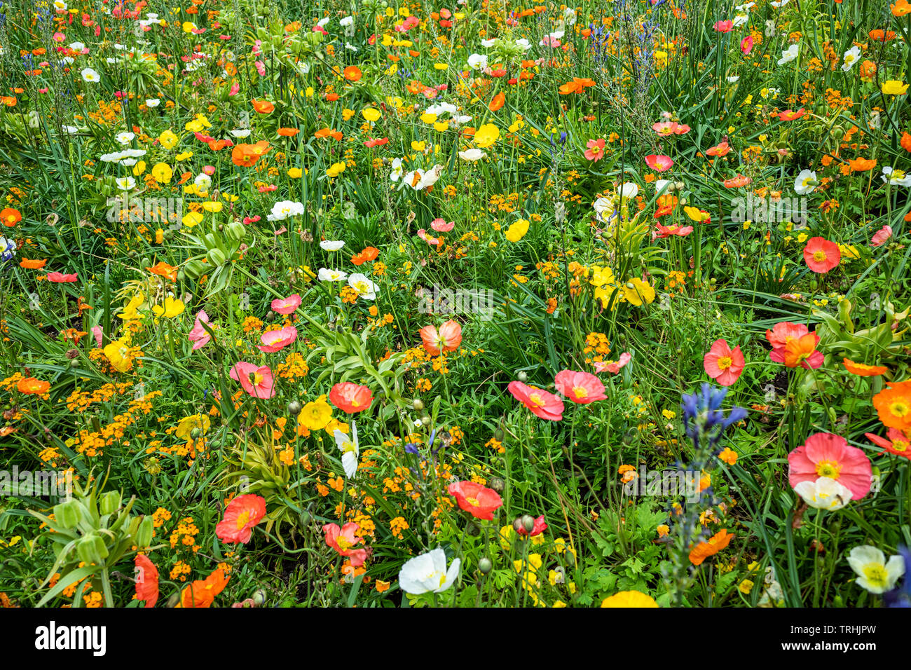 Field of yellow flowers hi-res stock photography and images - Alamy