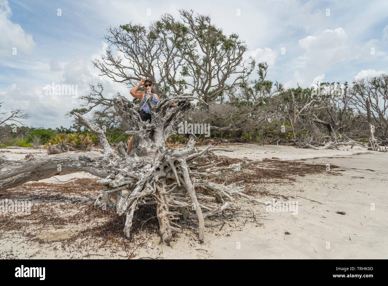 Driftwood Beach Jekyll Island Brunswick USA Stock Photo Alamy