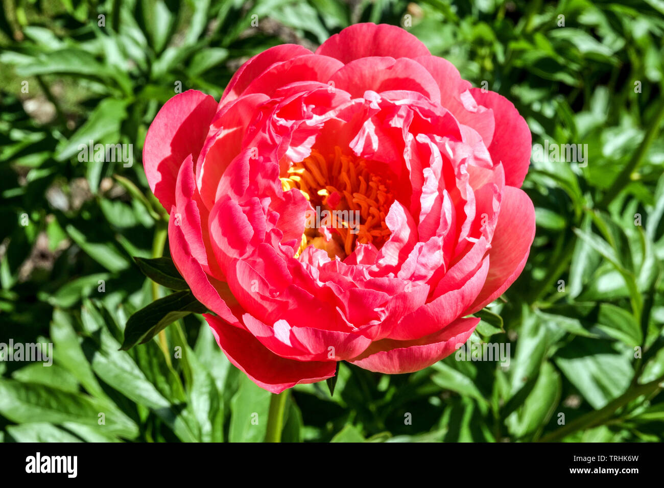 Red peony flower fragrant herbaceous plant Stock Photo