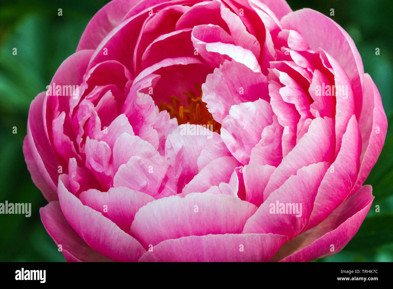 Pink peony Coral Charm blossoms close up Stock Photo
