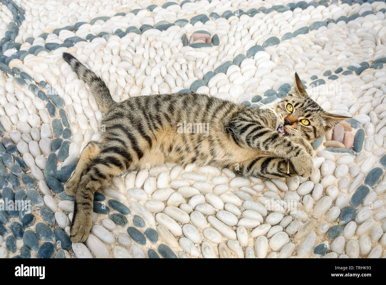Funny tabby cat kitten playing on a white black pepple stone mosaic with ornamental shapes in a Greek village square, Aegean island, Cyclades, Greece Stock Photo
