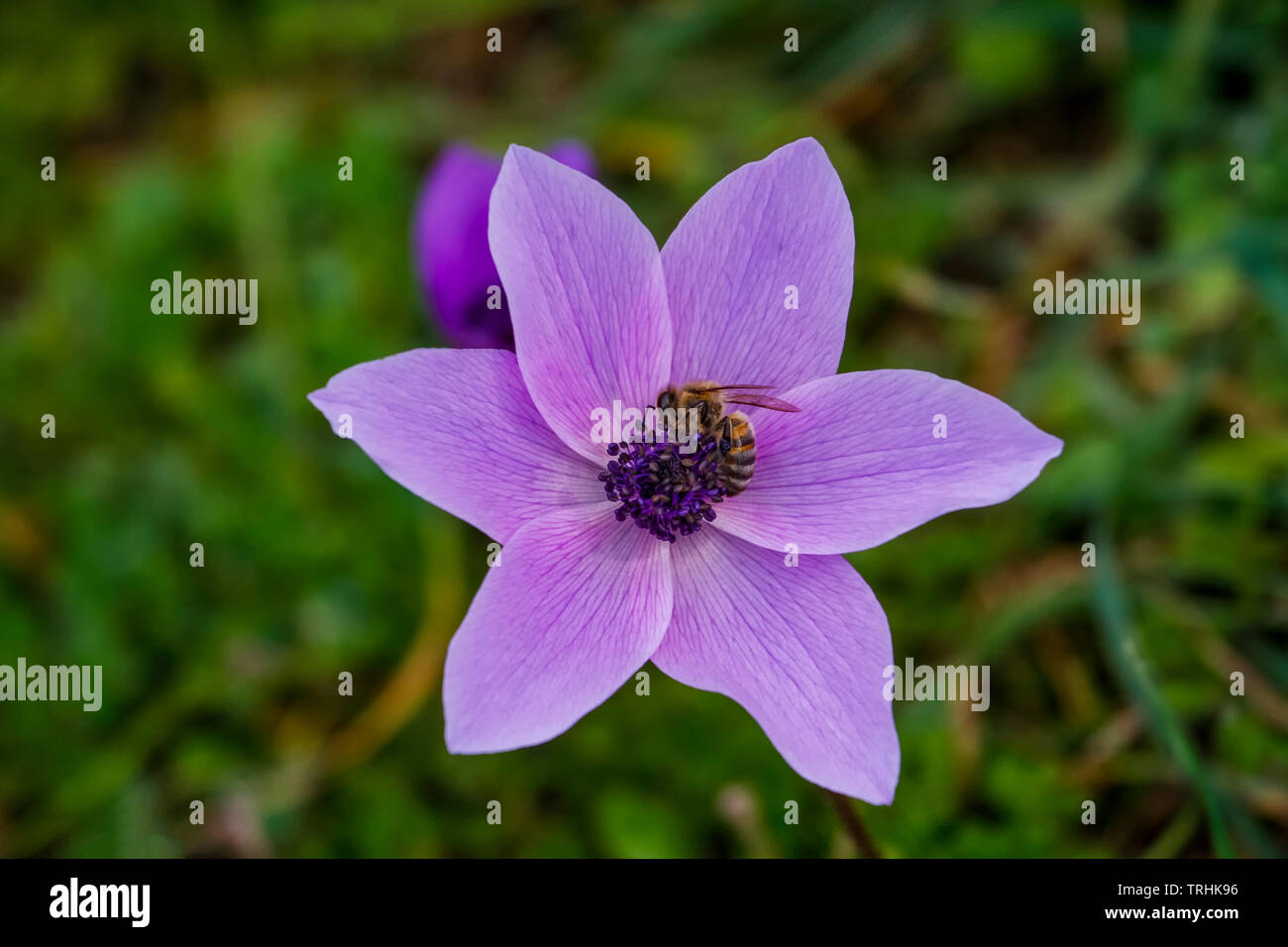 The appearance of a Lila-colored anemone flower from above Stock Photo