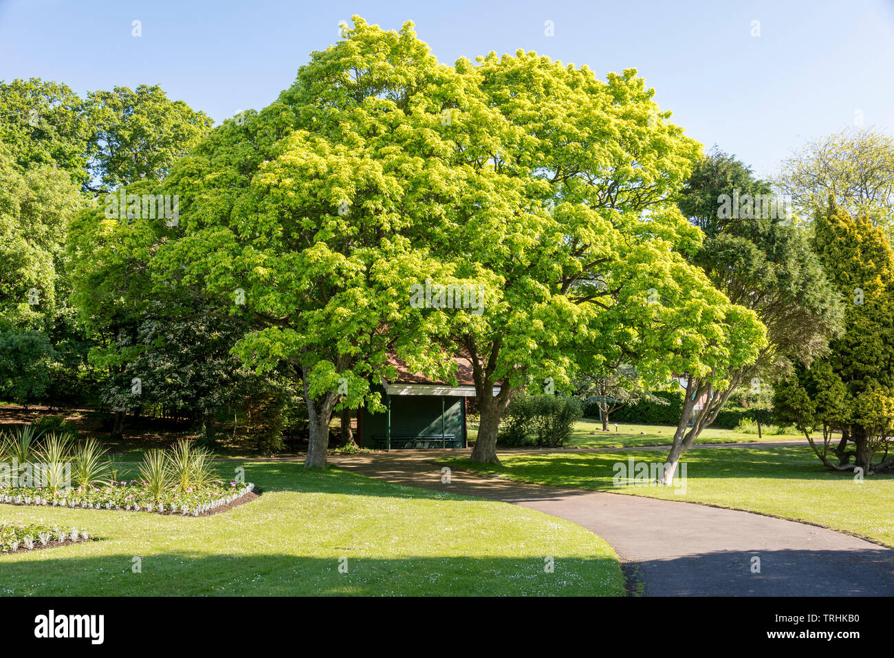Park trees leafy summer green hi-res stock photography and images - Alamy
