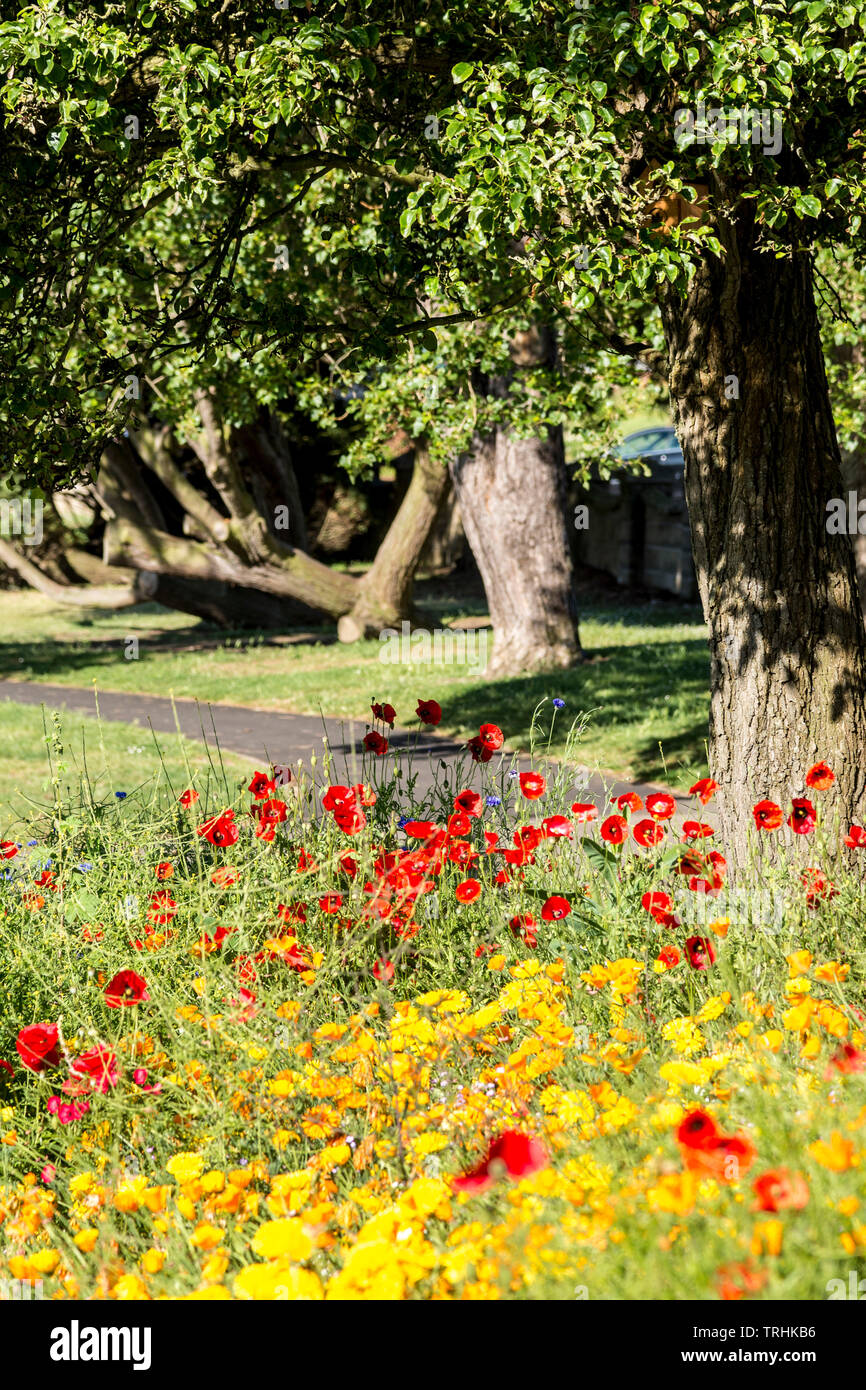 The Knap Gardens in Barry on a bright sunny morning. There are colourful red and yellow wild flowers in the foreground. Stock Photo
