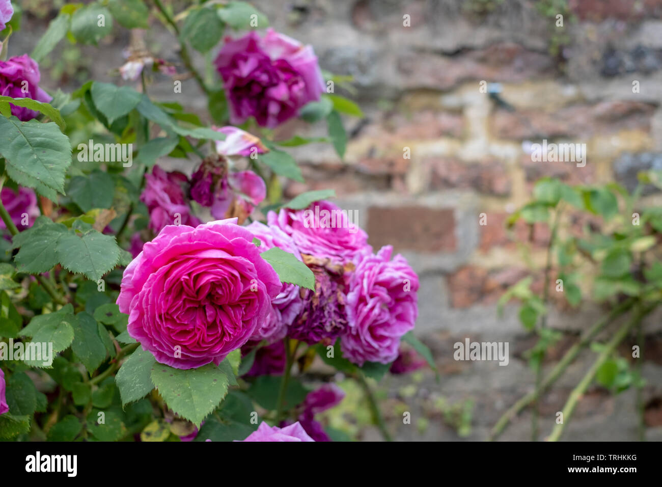 Colourful pink roses in front of the brick wall at Eastcote House ...