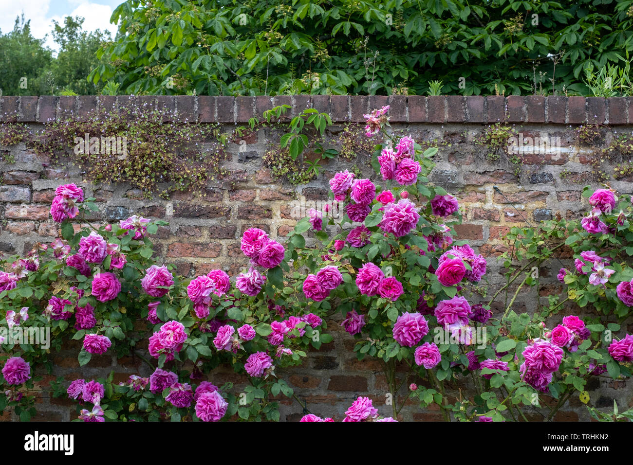 Colourful pink roses in front of the brick wall at Eastcote House ...
