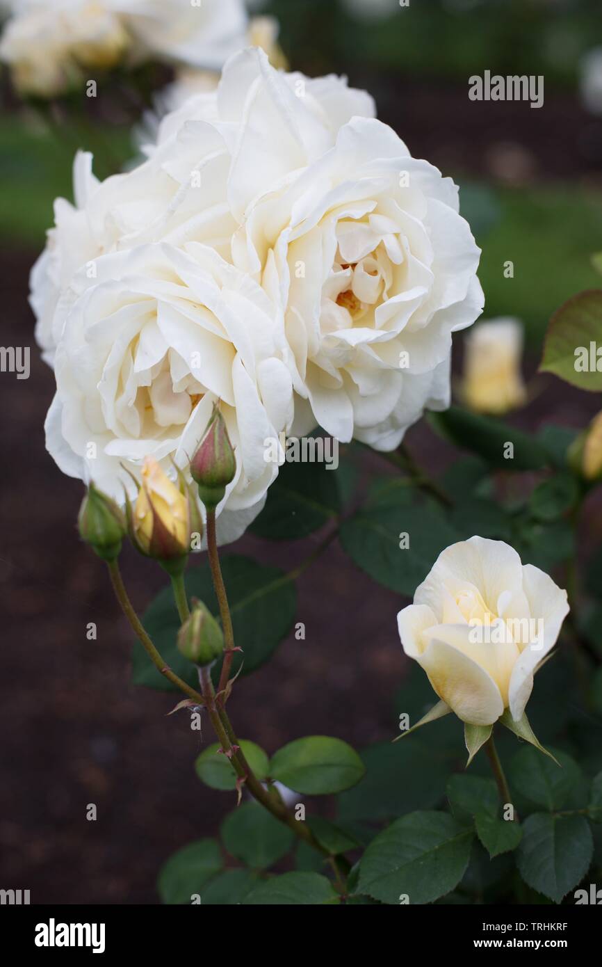 Rose 'Ivory Fashion' at Owen Rose Garden in Eugene, Oregon, USA. Stock Photo