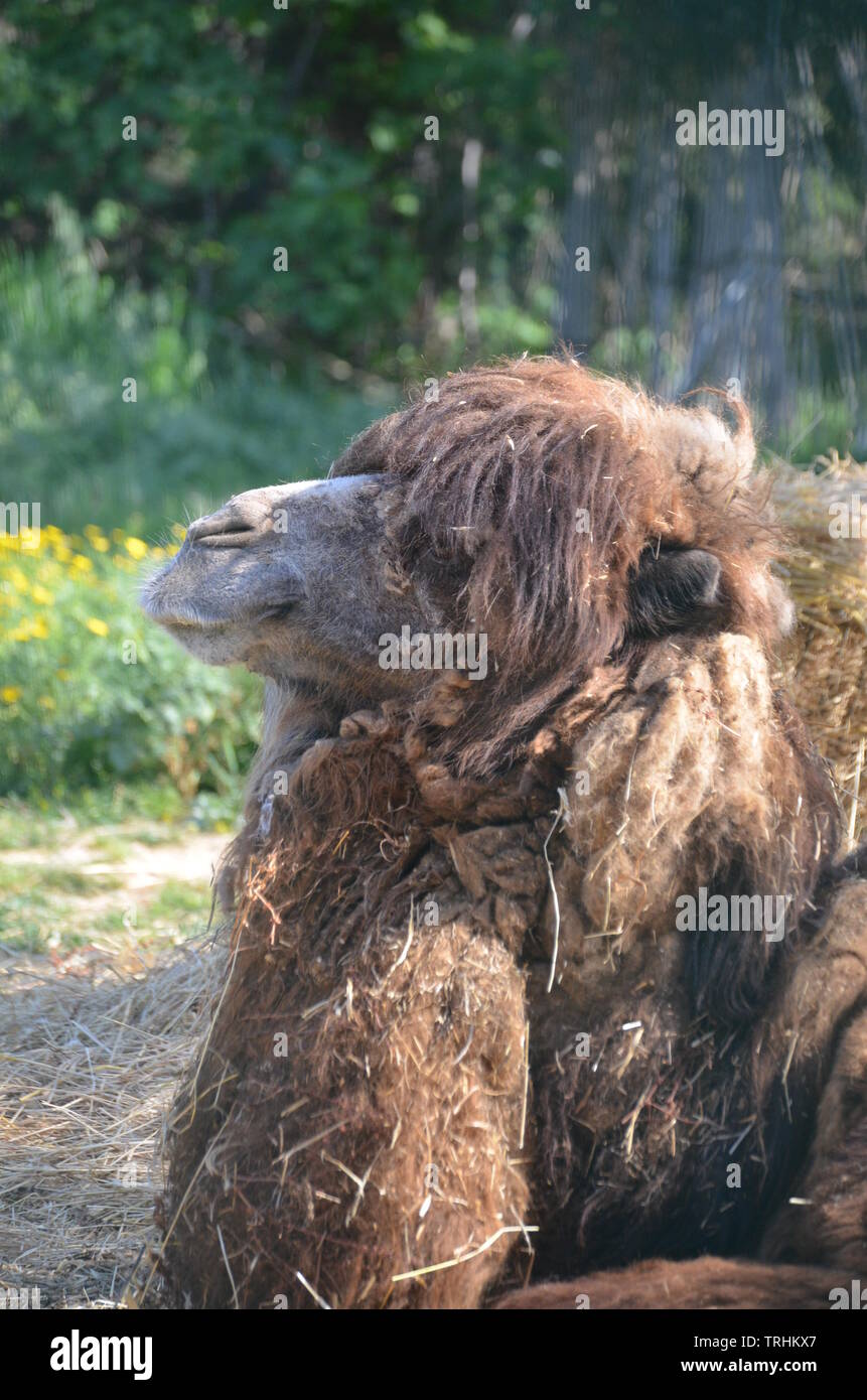 Bactrian camel (Camelus bactrianus) Stock Photo