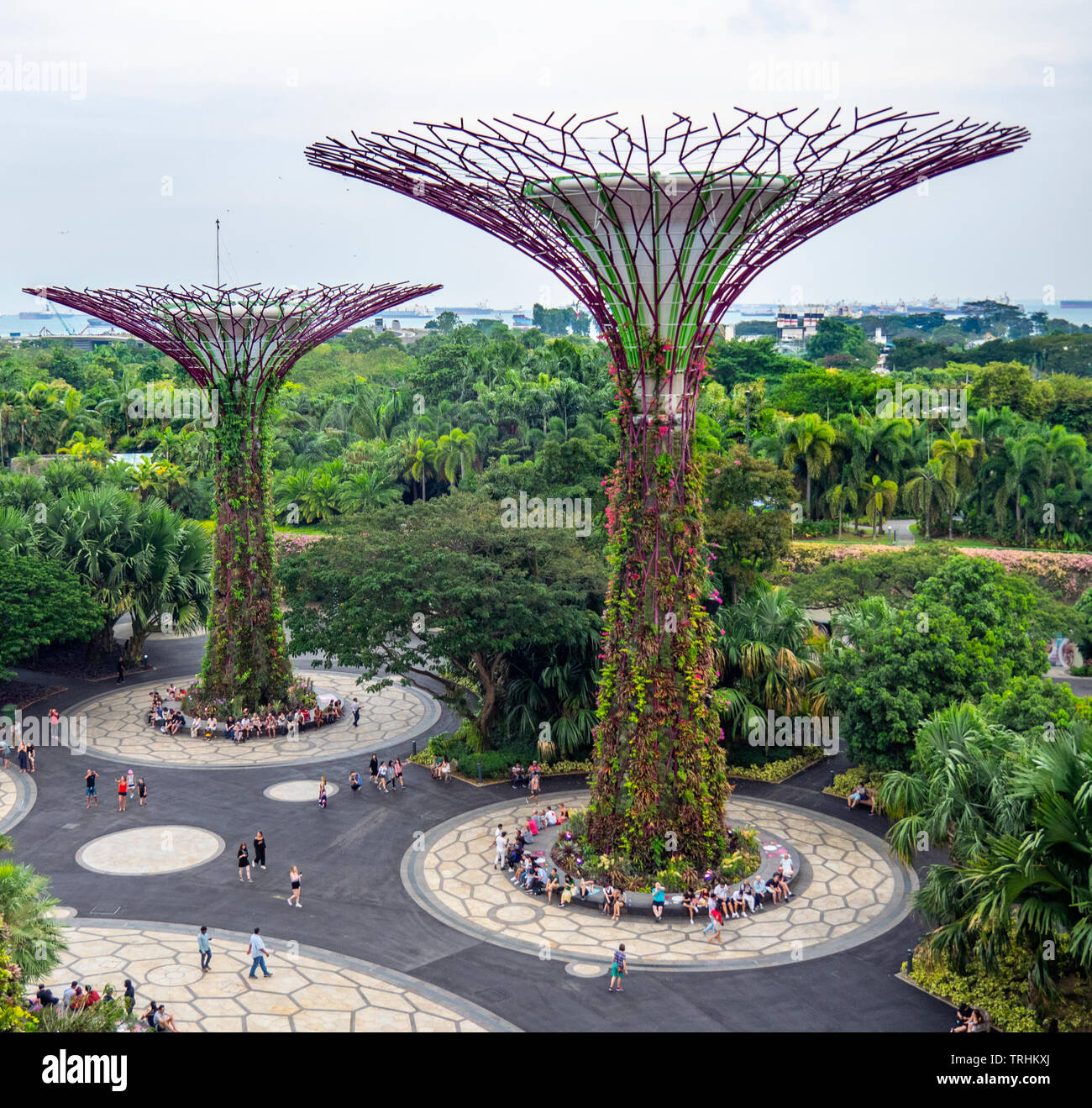 Tourists walking between artificial trees in the Supertree Grove