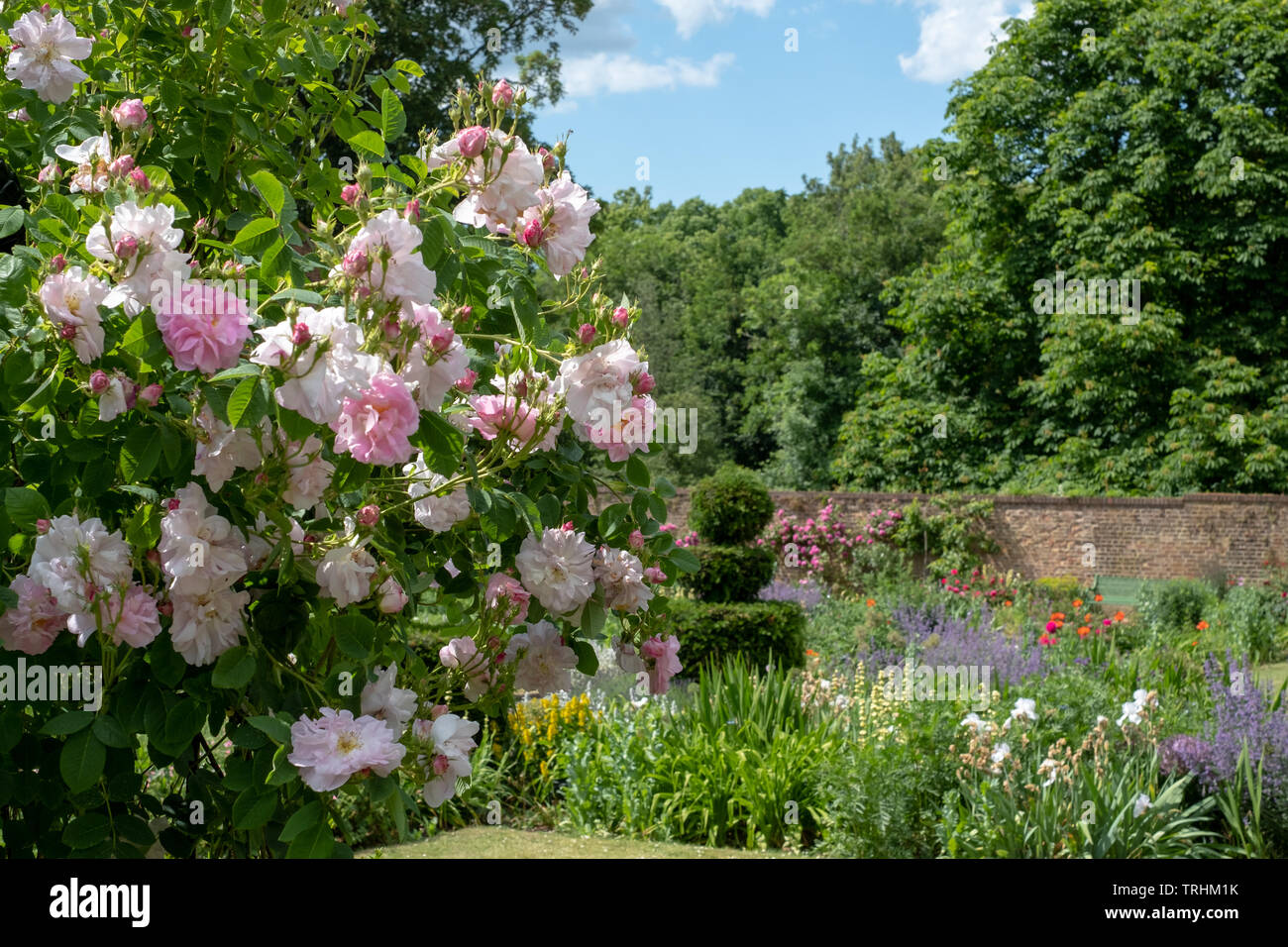 Colourful pink roses in front of the brick wall at Eastcote House ...