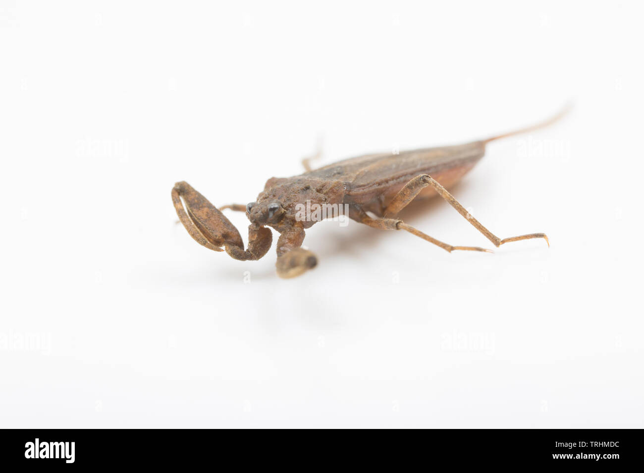A water scorpion, Nepa cinerea, photographed on a white background. The water scorpion is an aquatic insect that preys on other small aquatic creature Stock Photo