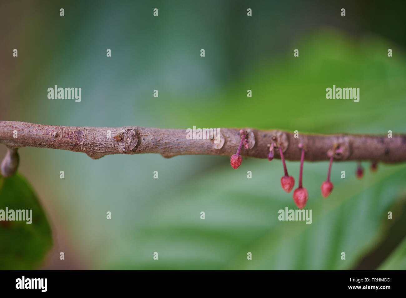 Cocoa tree theobroma cacao flowers hires stock photography and images