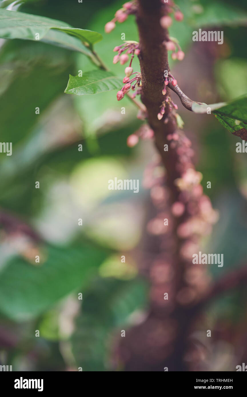 Cocoa tree theobroma cacao flowers hires stock photography and images